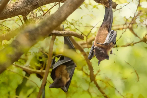 Flying foxes hanging on the tree — Stock Photo, Image