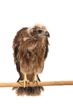 Genç Brahminy uçurtma, Kızıl sırtlı deniz-kartal