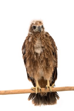 Genç Brahminy uçurtma, Kızıl sırtlı deniz-kartal