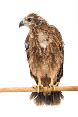 Genç Brahminy uçurtma, Kızıl sırtlı deniz-kartal