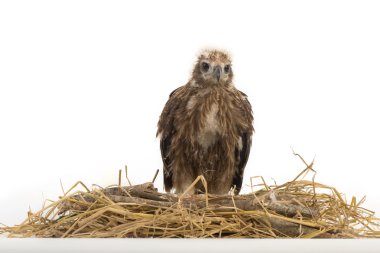 Genç Brahminy uçurtma, Kızıl sırtlı deniz-Kartal yuvaya