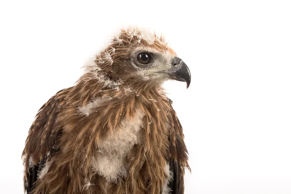 Giovane aquilone bramino, Aquila di mare dal dorso rosso — Foto Stock