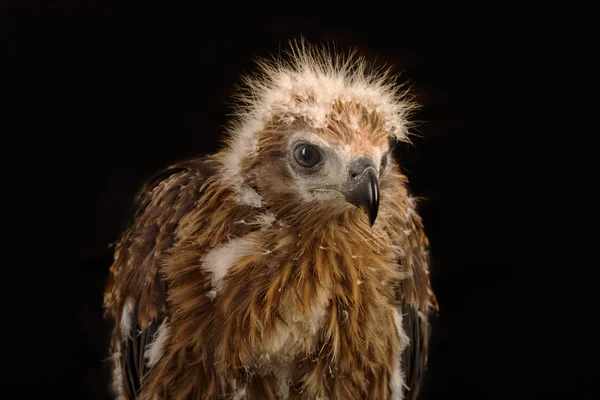 Giovane aquilone bramino, Aquila di mare dal dorso rosso — Foto Stock