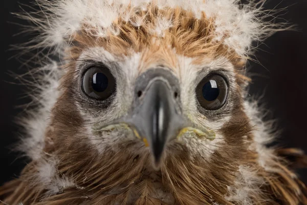 Jonge Brahmaanse wouw, Red-backed zee-eagle — Stockfoto