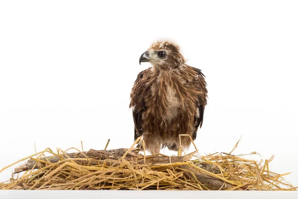 Young Brahmaanse wouw, Red-backed zee-eagle in het nest — Stockfoto