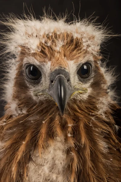 Junger Brahmanischer Drachen, Rotrückenseeadler im Nest — Stockfoto