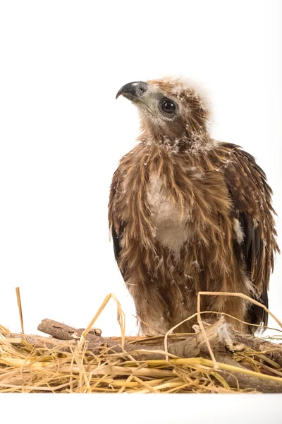 Joven cometa Brahminy, águila marina con respaldo rojo en el nido —  Fotos de Stock