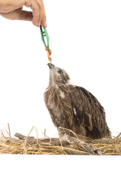 Alimentación Joven Brahminy Kite, Águila marina con respaldo rojo en el nido —  Fotos de Stock