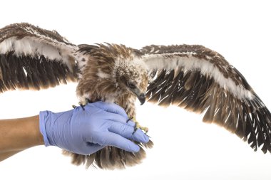 Deniz-kartal veteriner'ın yandan hazırlamak sınav kanat için