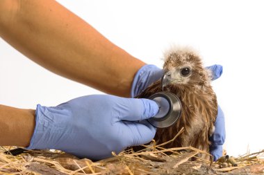veterinarian holding and checkup young Red-backed Sea-eagle with clipart