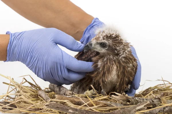 Veterinary holding young Sea-eagle prepare to examination — Stock Photo, Image