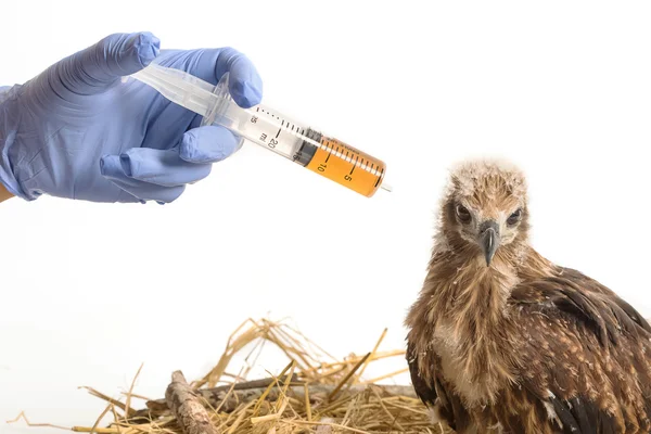 Vet que alimenta o medicamento com uma seringa para águia marinha jovem — Fotografia de Stock