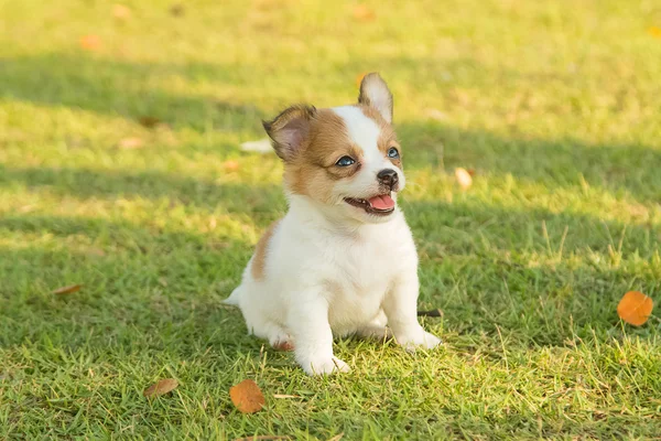 Retrato de cachorro chihuahua na natureza verde — Fotografia de Stock