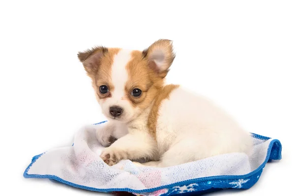 Portrait of chihuahua puppy — Stock Photo, Image