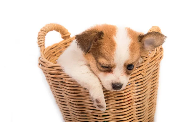 Retrato de cachorro chihuahua na cesta — Fotografia de Stock