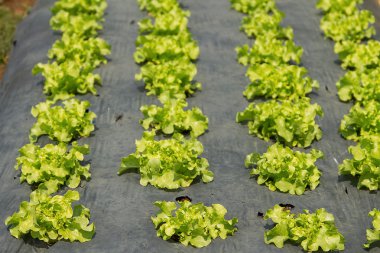 Taze yeşil marul organik tarım alanda büyüyen satırları