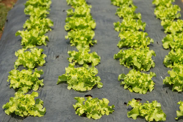 Taze yeşil marul organik tarım alanda büyüyen satırları