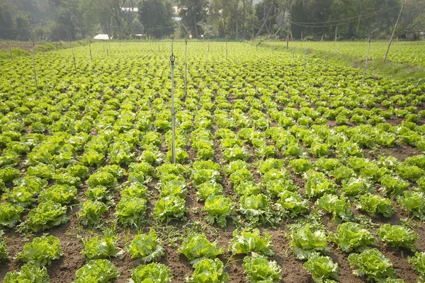 Planta de alface em campo — Fotografia de Stock