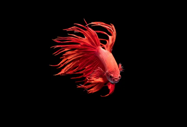 물고기, 아름 다운 Betta splendens 파이팅 — 스톡 사진