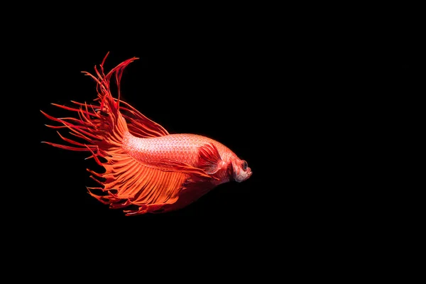 Fighting Fish, Beautiful Betta splendens — стоковое фото