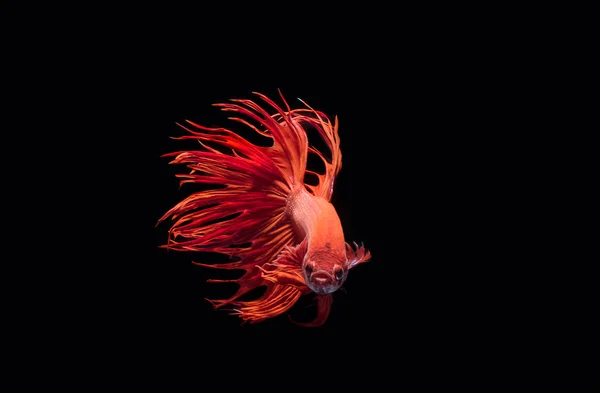 물고기, 아름 다운 Betta splendens 파이팅 — 스톡 사진