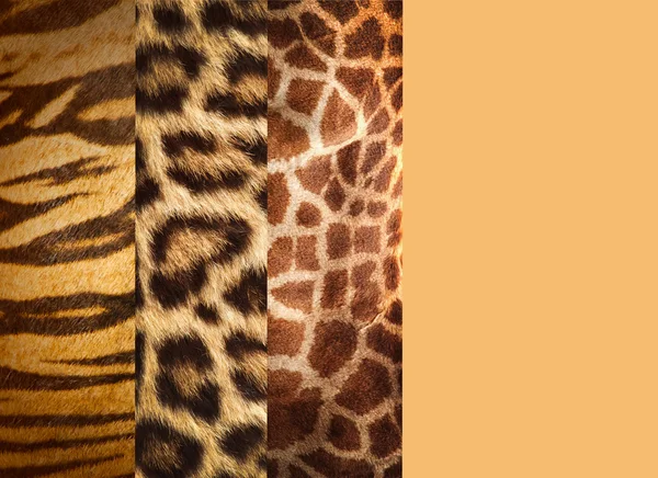 Текстура шкур животных, леопарда, тигра и жирафа — стоковое фото
