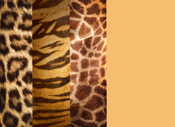 Textura zvířecí kůže, leopardí, tygří a žirafa — Stock fotografie