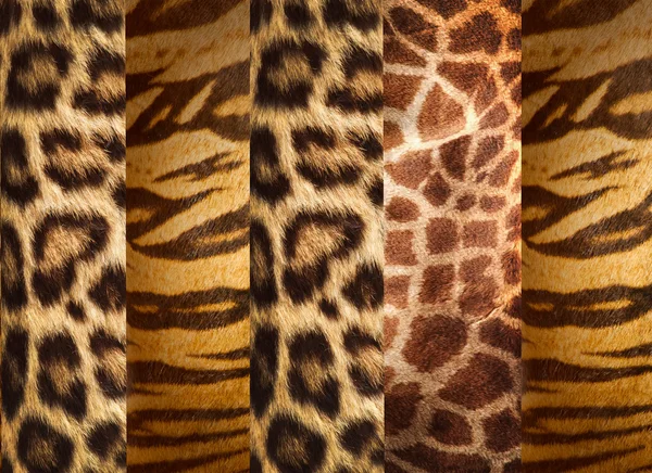 Texture des peaux d'animaux, léopard, tigre et girafe — Photo