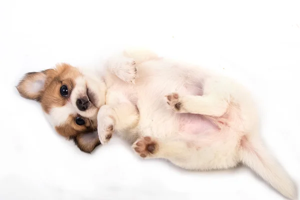 Portrét čivava štěně — Stock fotografie