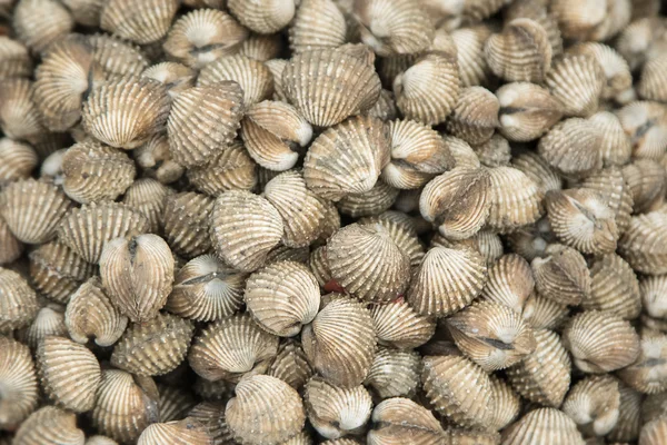 Fresh cockles seafood background — Stock Photo, Image