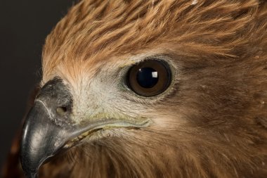 Closeup Şahin izole