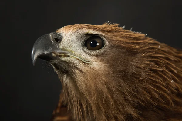 Close-up van rode Hawk. — Stockfoto