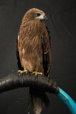 Closeup Şahin izole