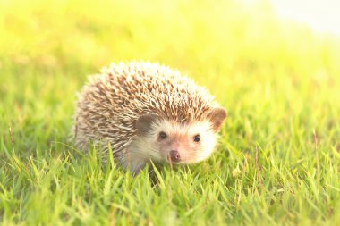 Kahverengi kirpi, Afrika cüce kirpi