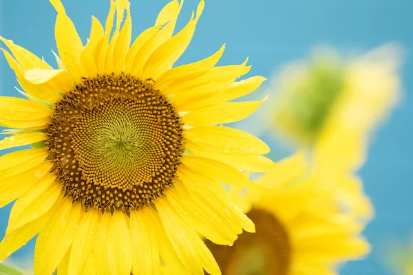 Sunflower in blue sky — Stock Photo, Image