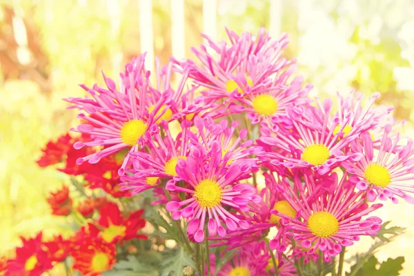 Colorful pink  chrysanthemum in the garden — Stock Photo, Image