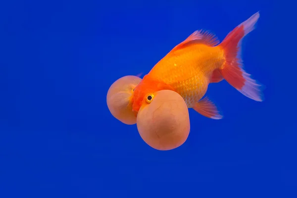 Pesci d'oro su sfondo blu — Foto Stock