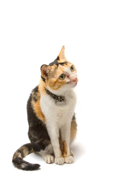 Pisică bolnavă cu boală pulmonară, izolată — Fotografie, imagine de stoc