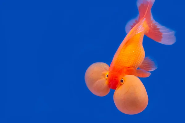 Peixe dourado em fundo azul — Fotografia de Stock