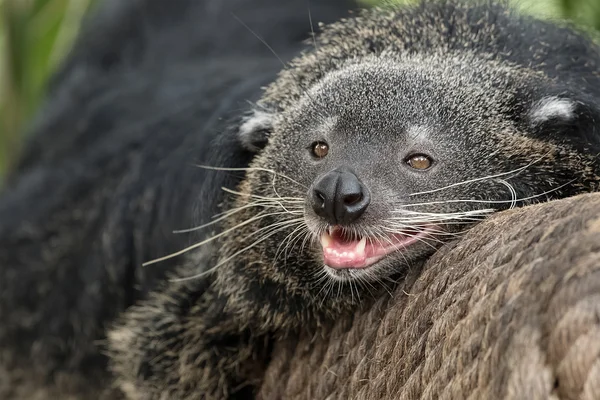 Binturong, Bearcat, Arctictis binturong en rama — Foto de Stock