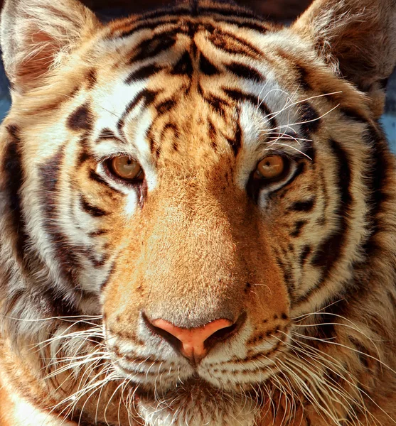 Zamknięty głowę tygrysa — Zdjęcie stockowe