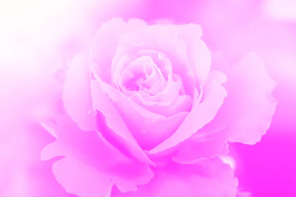 Rose flower blur background Stock Photos, Royalty Free Rose flower blur  background Images | Depositphotos