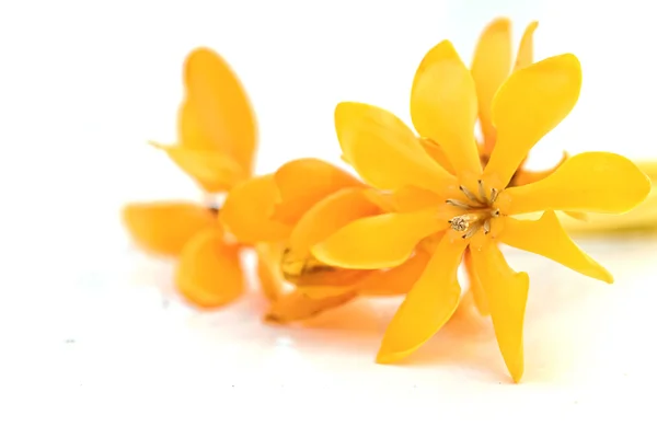 Sarı gardenya çiçek, gardenya carinata wallich — Stok fotoğraf