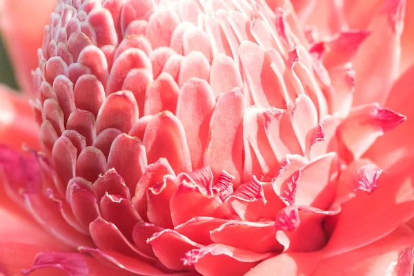 Tropical flower red torch ginger (Etlingera elatior or zingibera — Stock Photo, Image