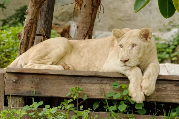 León blanco acostado en el suelo de madera — Foto de Stock