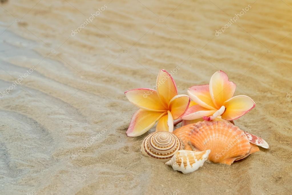 Frangipani flower and seashell on sand beach Stock Photo by