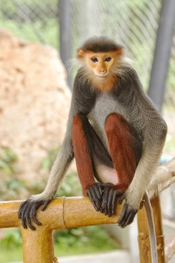 Yakın çekim kırmızı şişlemiş Douc (Pygathrix nemaeus)