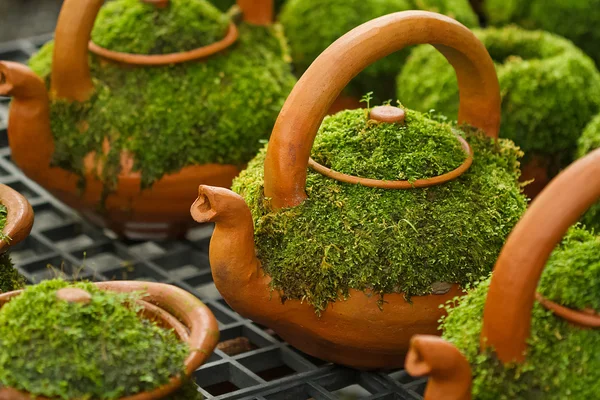 Moss op klei pot voor decoratie voorzien in de tuin — Stockfoto