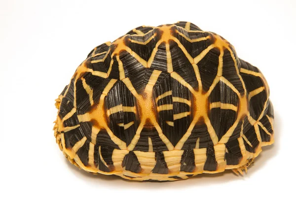 Hint yıldızlı kaplumbağa — Stok fotoğraf