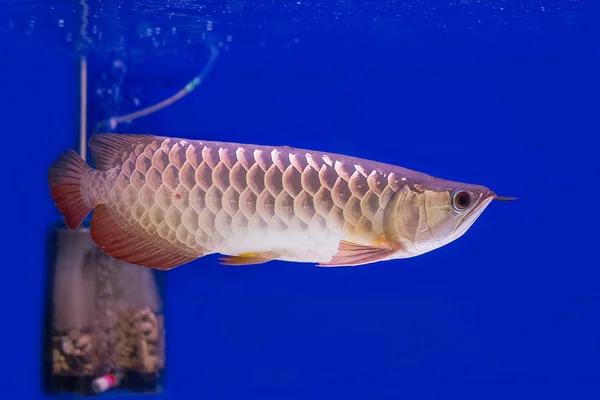 Arowana Fish in aquarium tank — Stockfoto